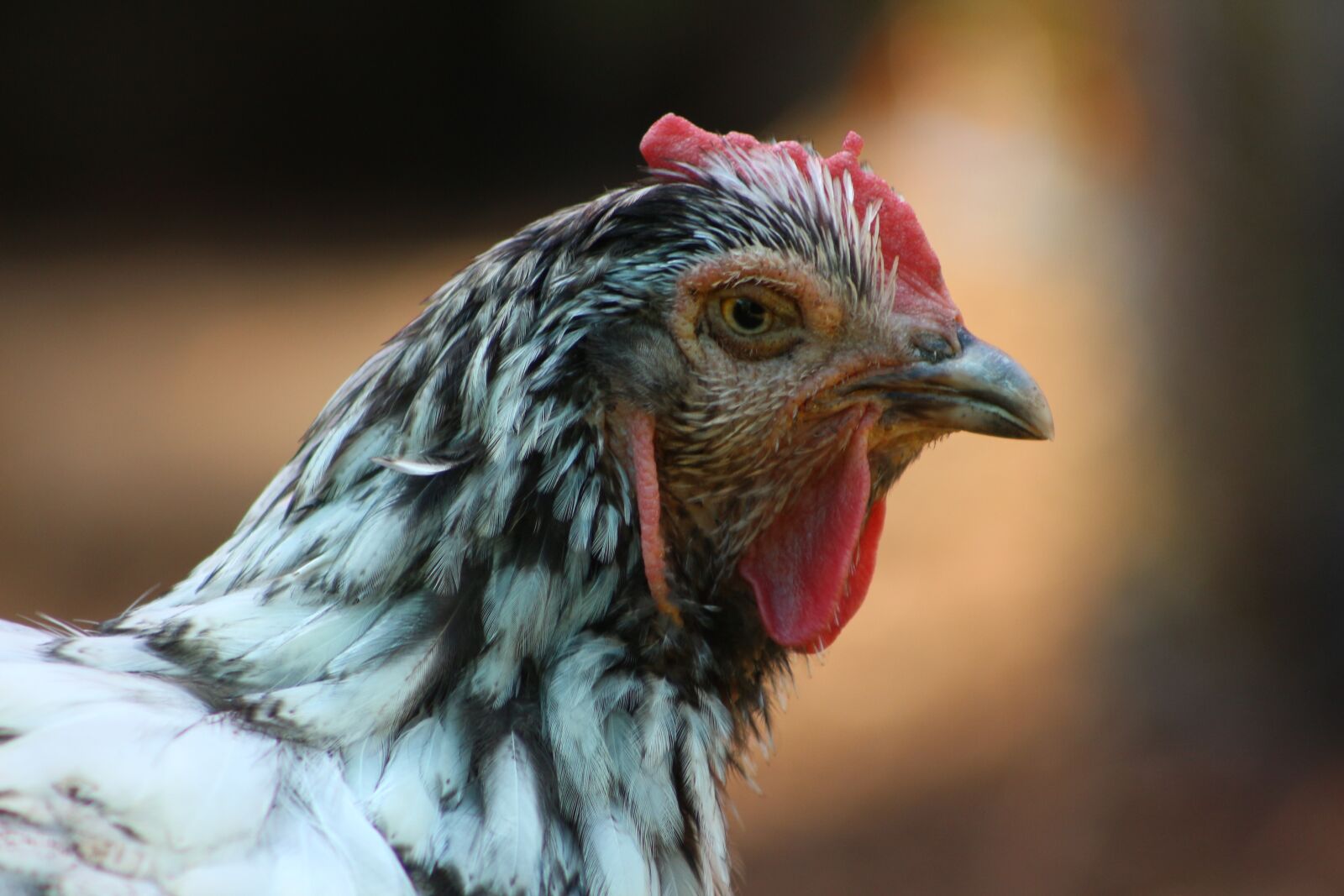 Canon EF75-300mm f/4-5.6 sample photo. Chicken, hen, poultry photography