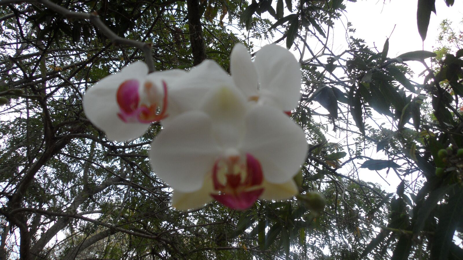 Samsung VLUU ST5500, ST5500, CL80 sample photo. Orchid, plant, flower photography