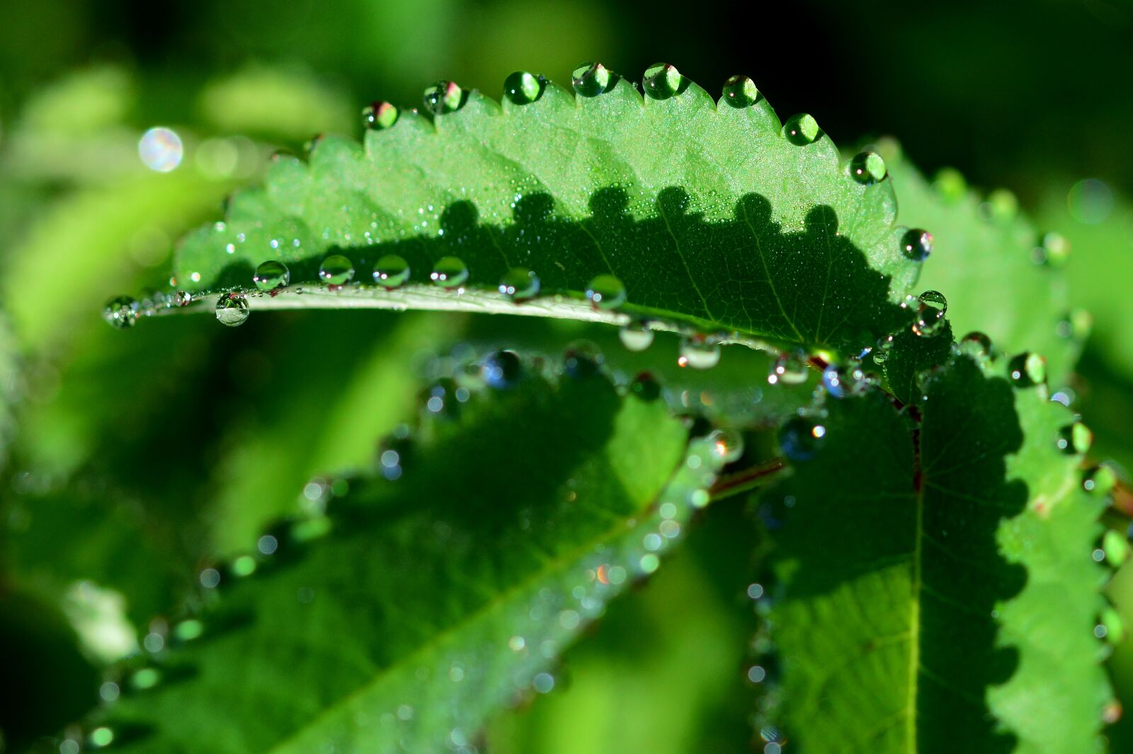Nikon D5200 sample photo. Leaf, morgentau, dewdrop photography