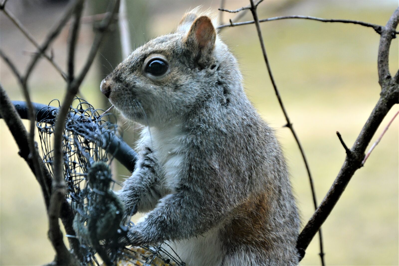 Nikon D7100 sample photo. Squirrel, young, furry photography