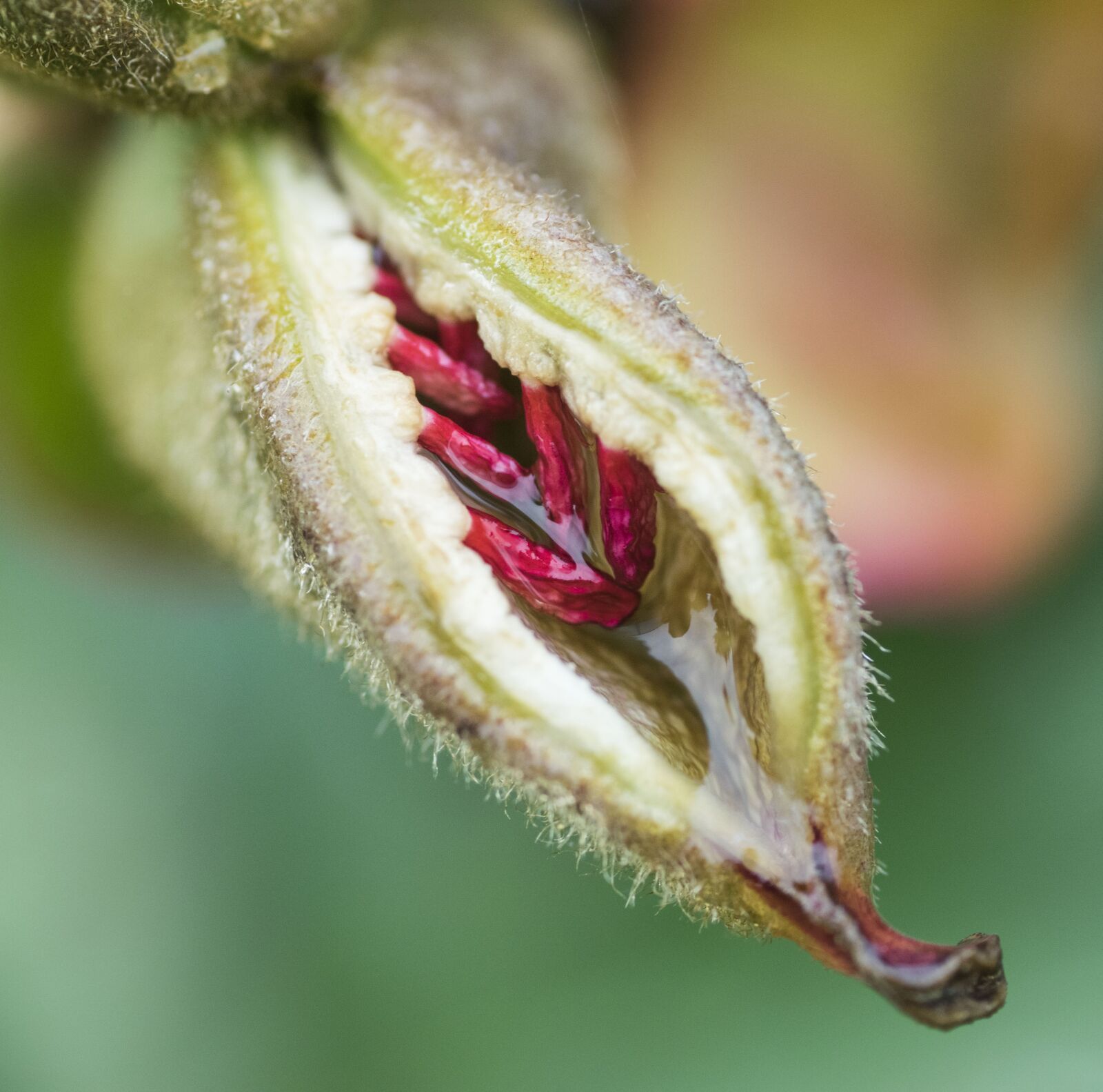 Nikon D5300 sample photo. Seed, flower, seedpod photography