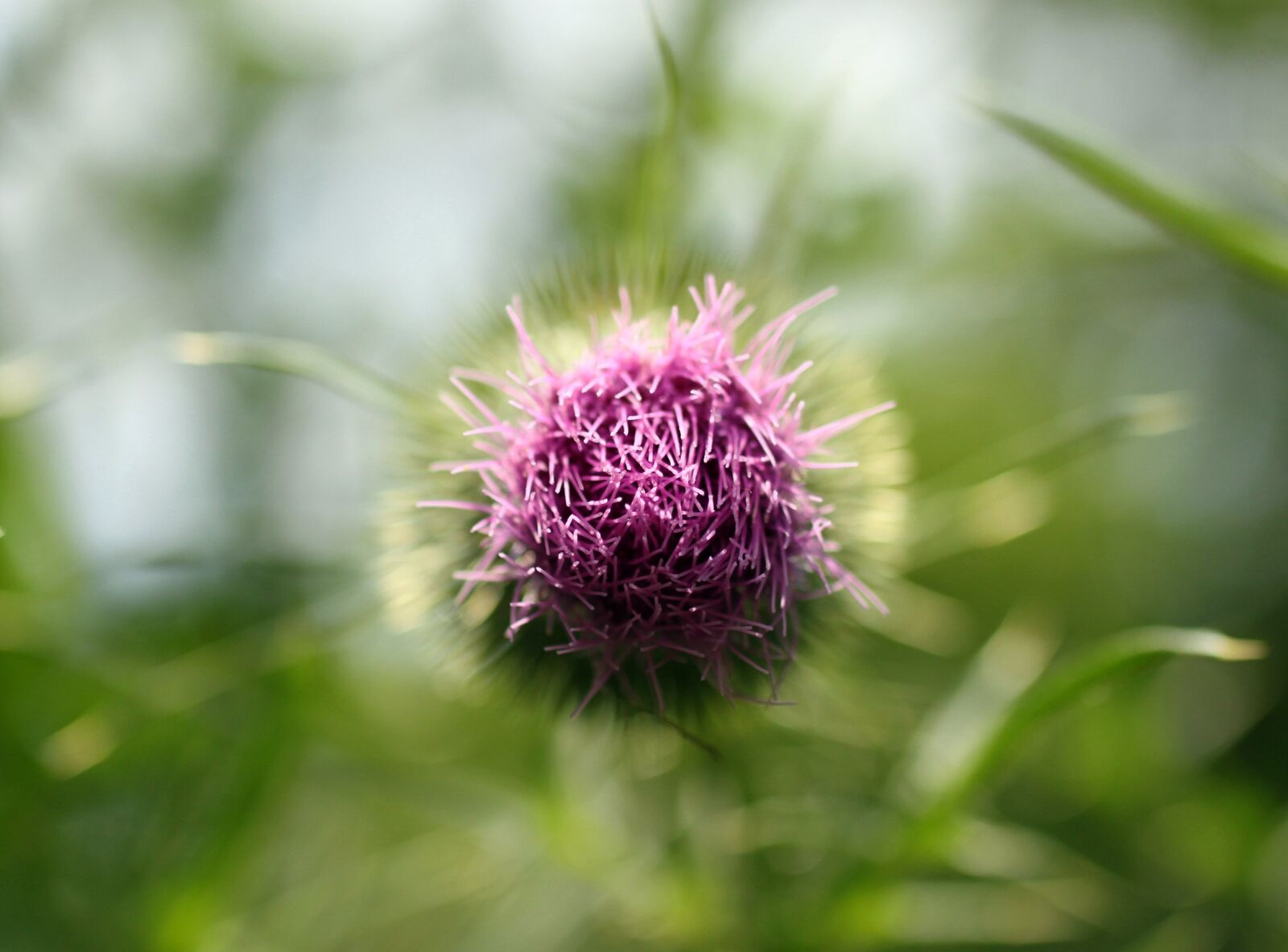 Canon EOS 500D (EOS Rebel T1i / EOS Kiss X3) sample photo. Thistle, beauty, pink photography