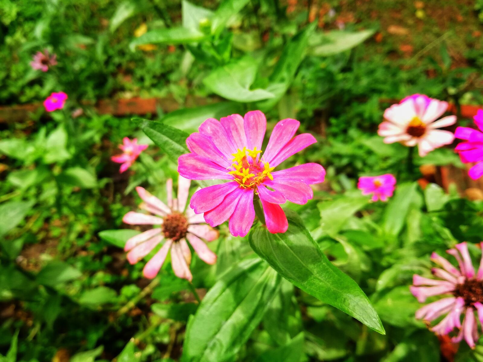 HUAWEI P20 lite sample photo. Flowers, flower, the pink photography