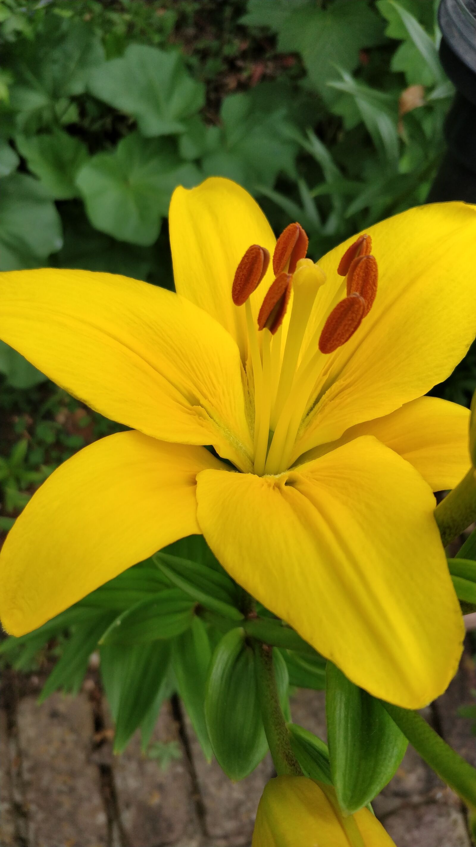 OnePlus 5 sample photo. Flower, yellow lily, lilium photography