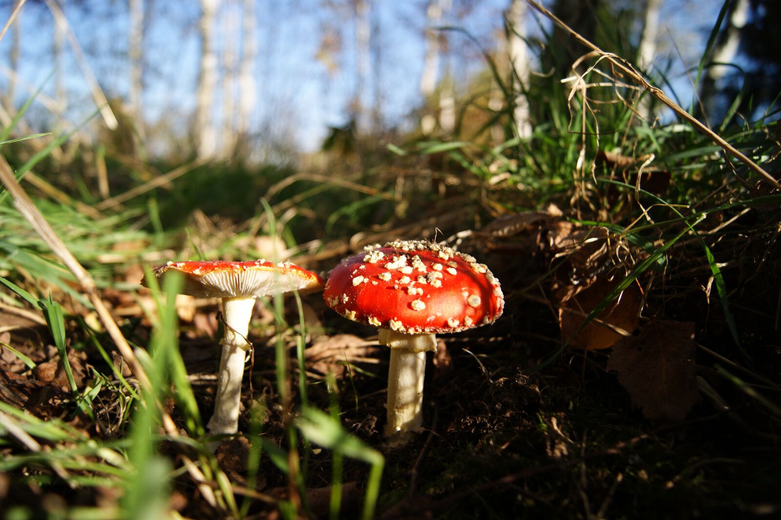 Sony Alpha DSLR-A390 sample photo. Autumn, mushrooms, forest photography