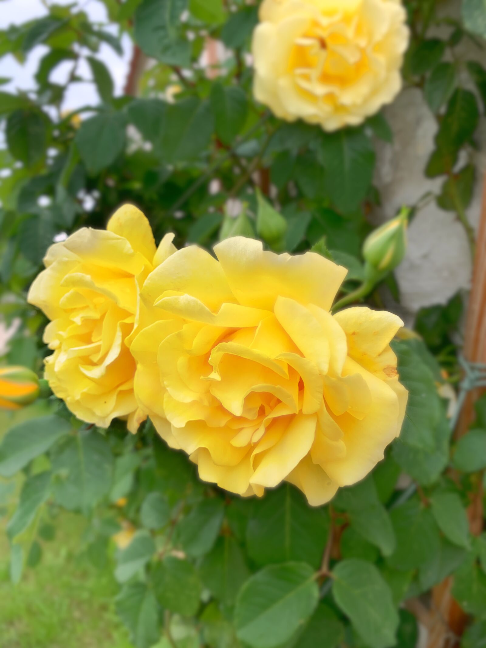 iPhone XS back dual camera 4.25mm f/1.8 sample photo. Glebe flowers, yellow roses photography