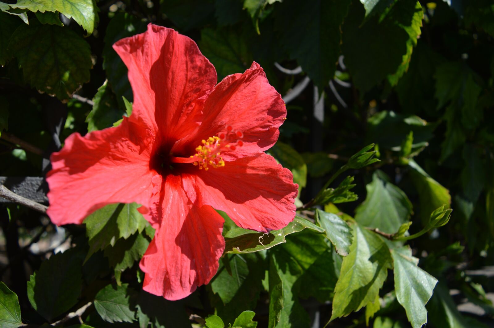 Nikon D3200 sample photo. Flower, flowers, beauty photography