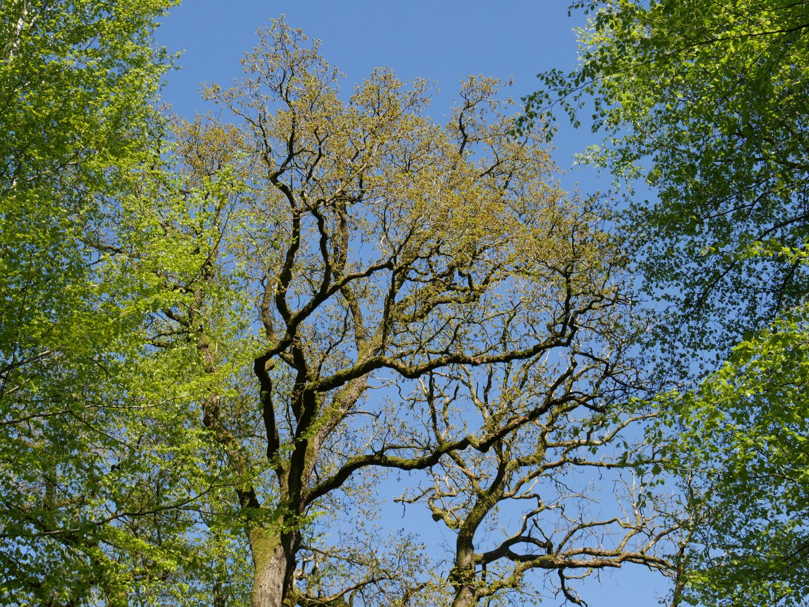 Panasonic DMC-G70 sample photo. Tree, wood, landscape photography