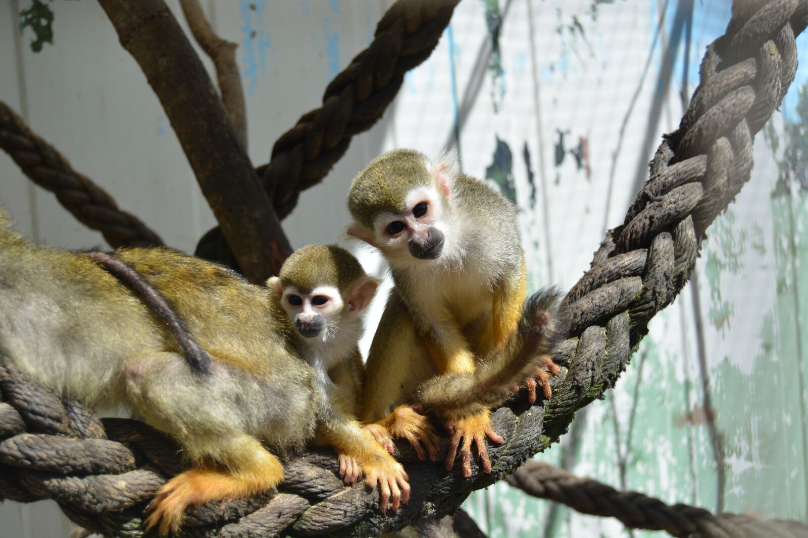 Nikon D5200 sample photo. Monkey, äffchen, zoo photography