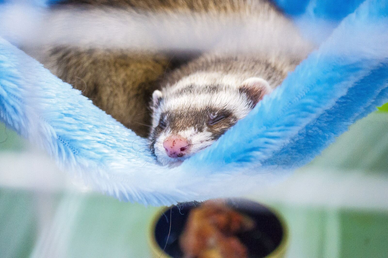 Nikon D5000 sample photo. Ferret, beast, animal photography