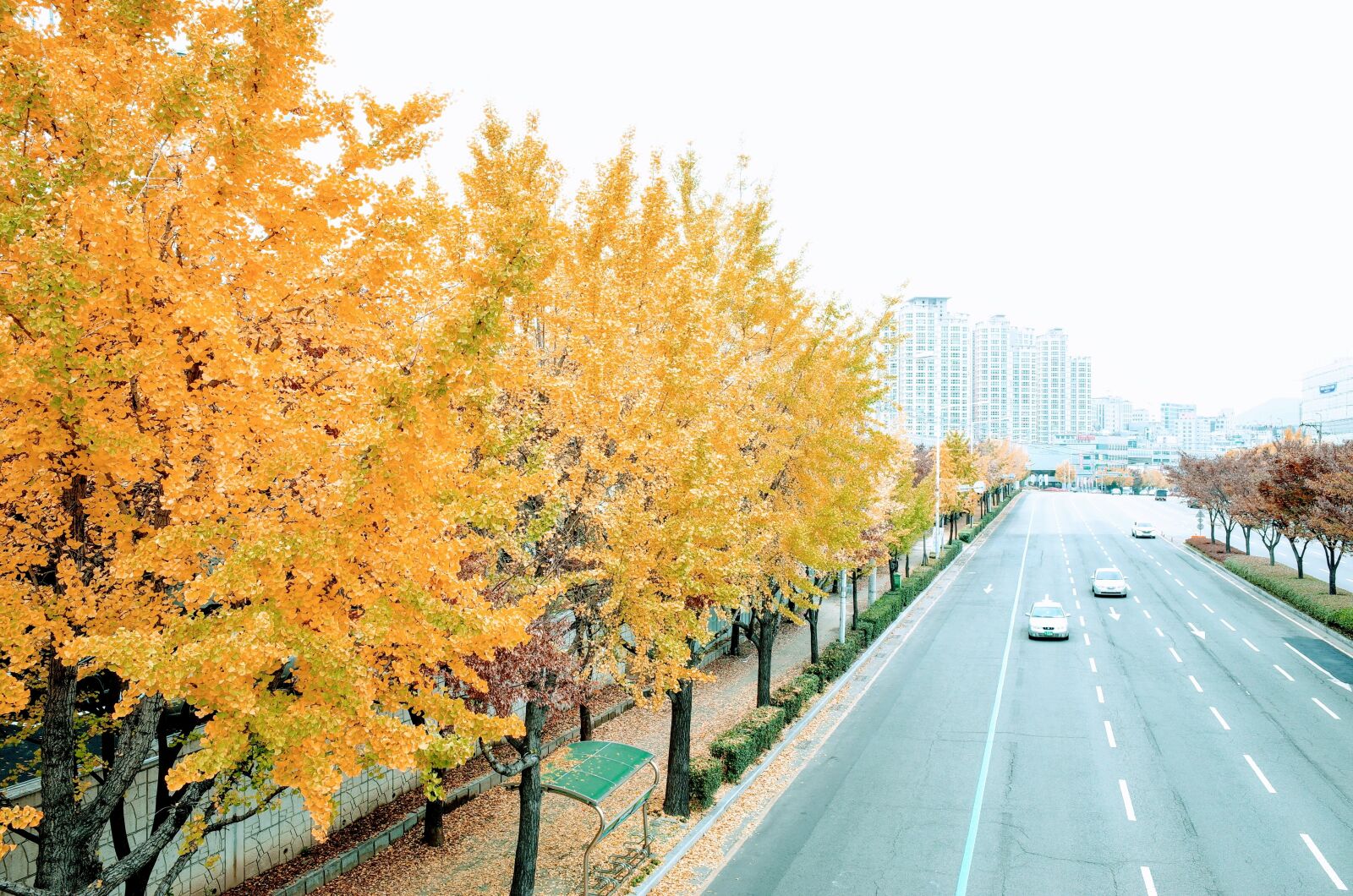 Ricoh GR II sample photo. Autumn, ginkgo, tree photography