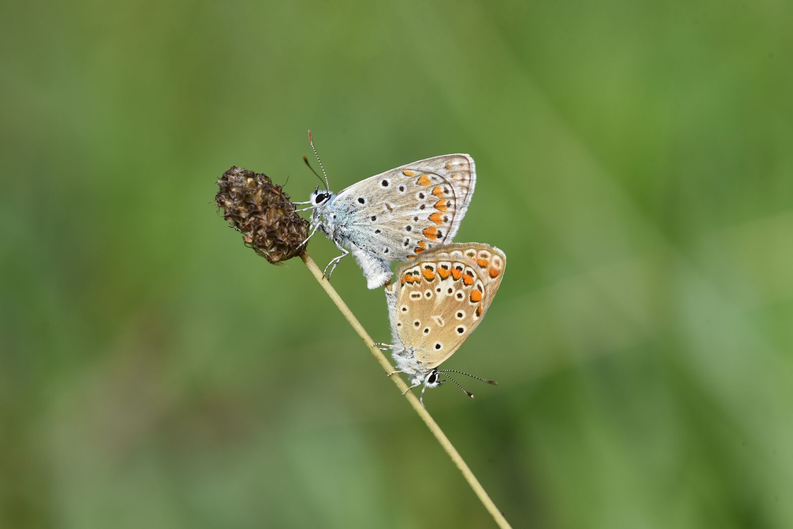 Nikon D750 sample photo. Garden, spring, butterfly photography