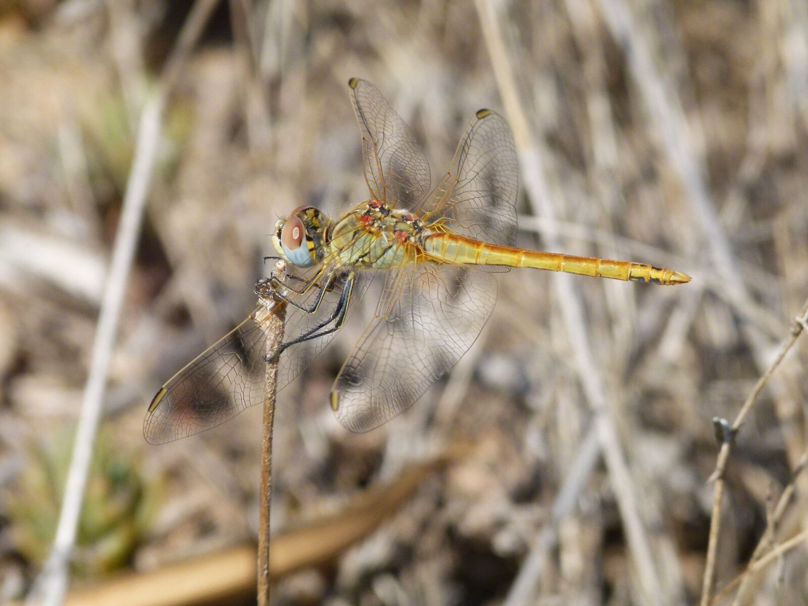 Leica V-Lux 2 sample photo. Dragonfly, branch, yellow dragonfly photography