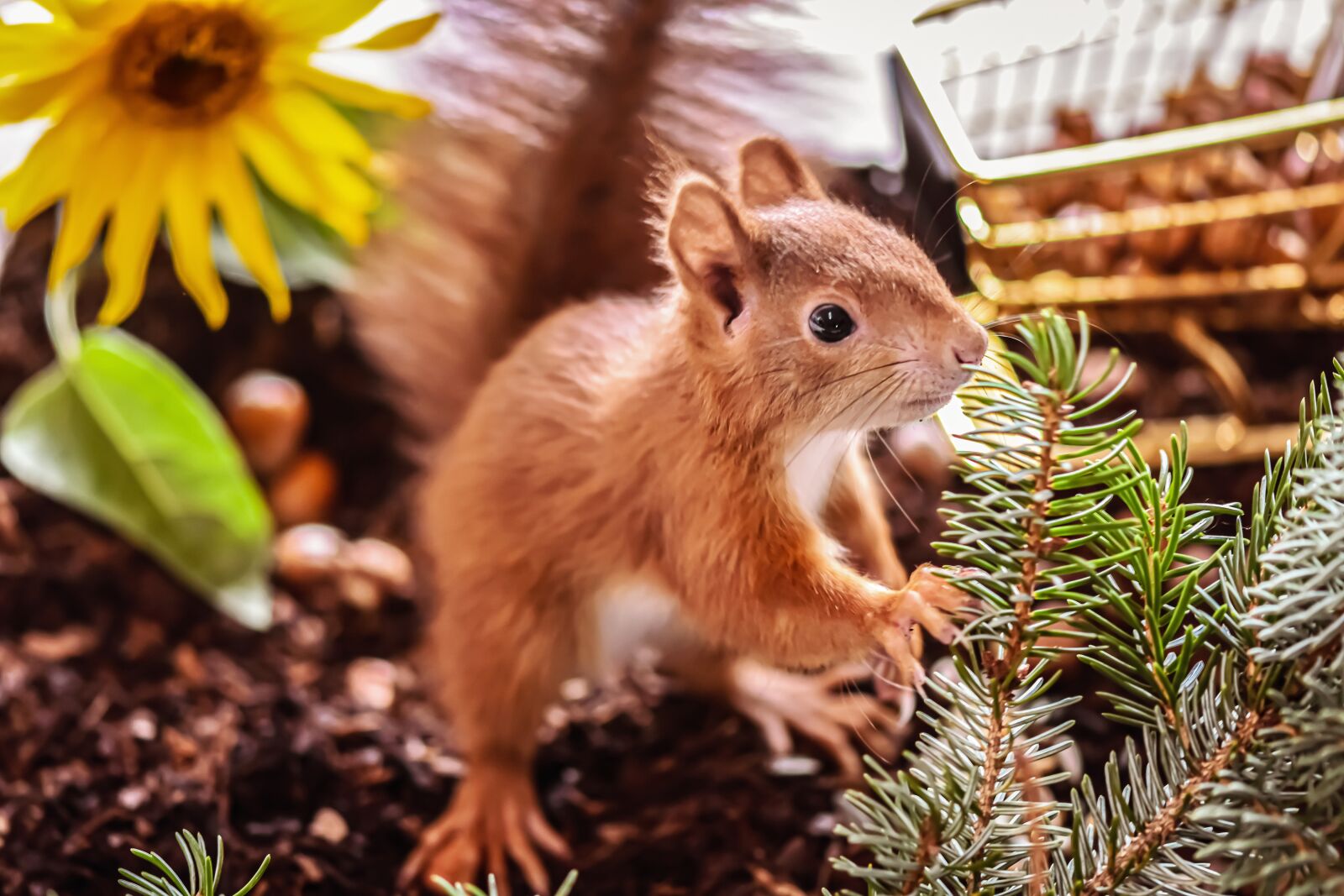 Nikon D7200 sample photo. Squirrel, nager, cute photography