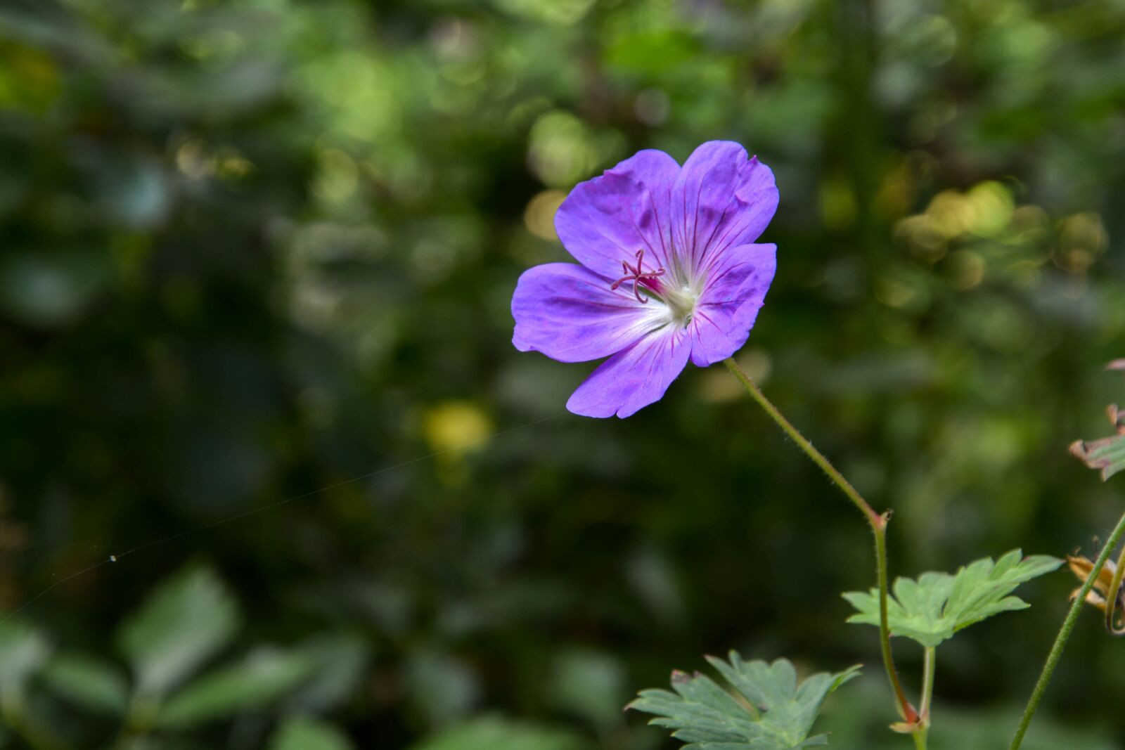 Nikon D5200 sample photo. Purple, flower, forest photography