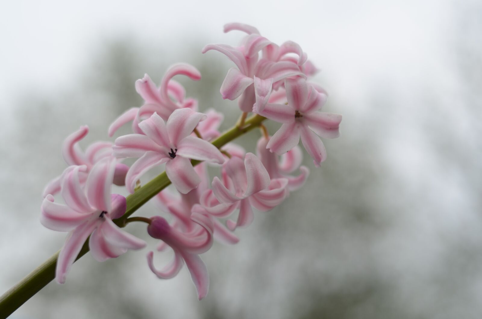Nikon D5100 sample photo. Flower, pink, green photography