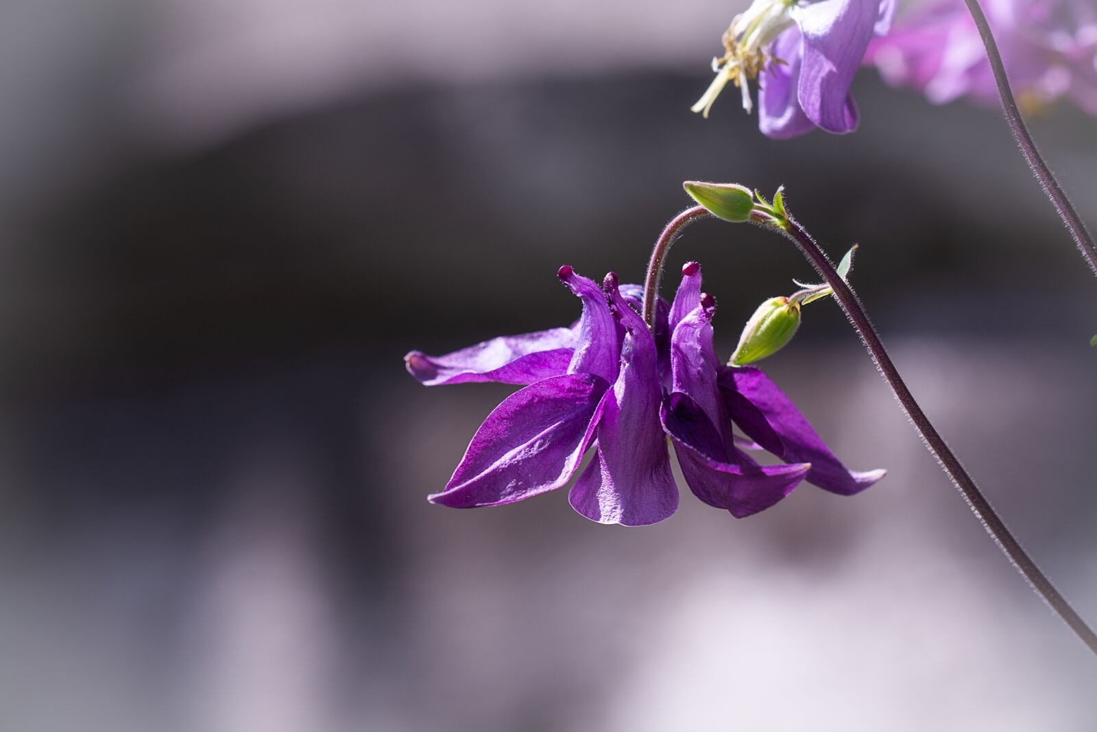 Nikon D7100 sample photo. Columbine, purple, violet photography