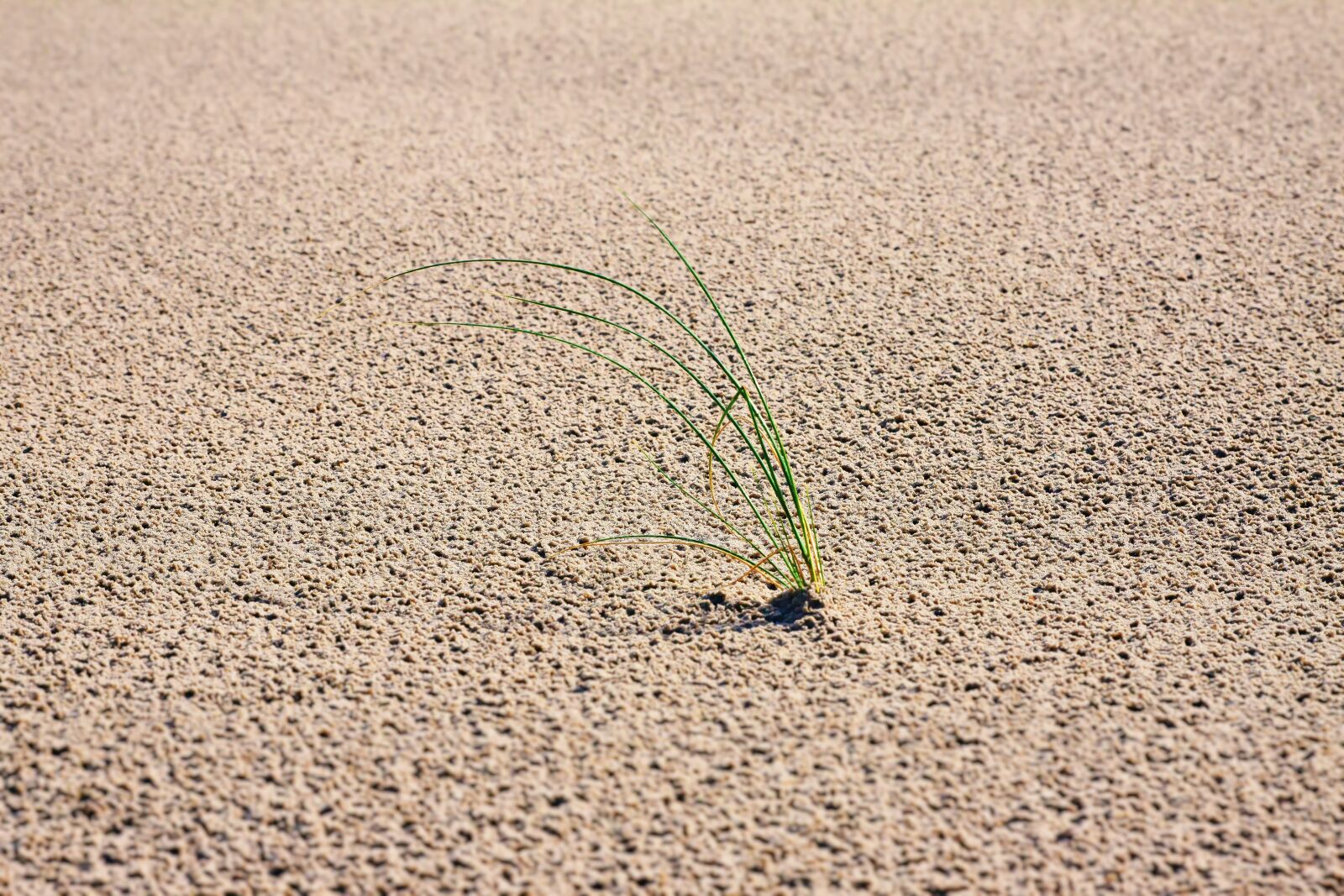 Canon EOS 50D sample photo. Sand, grass, dunes photography