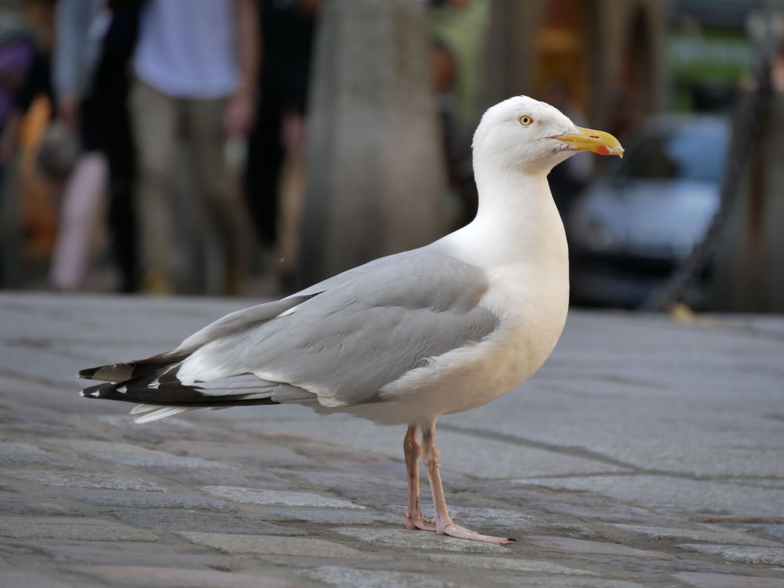 Panasonic Lumix DMC-GX85 (Lumix DMC-GX80 / Lumix DMC-GX7 Mark II) sample photo. Nature, animal world, seagull photography