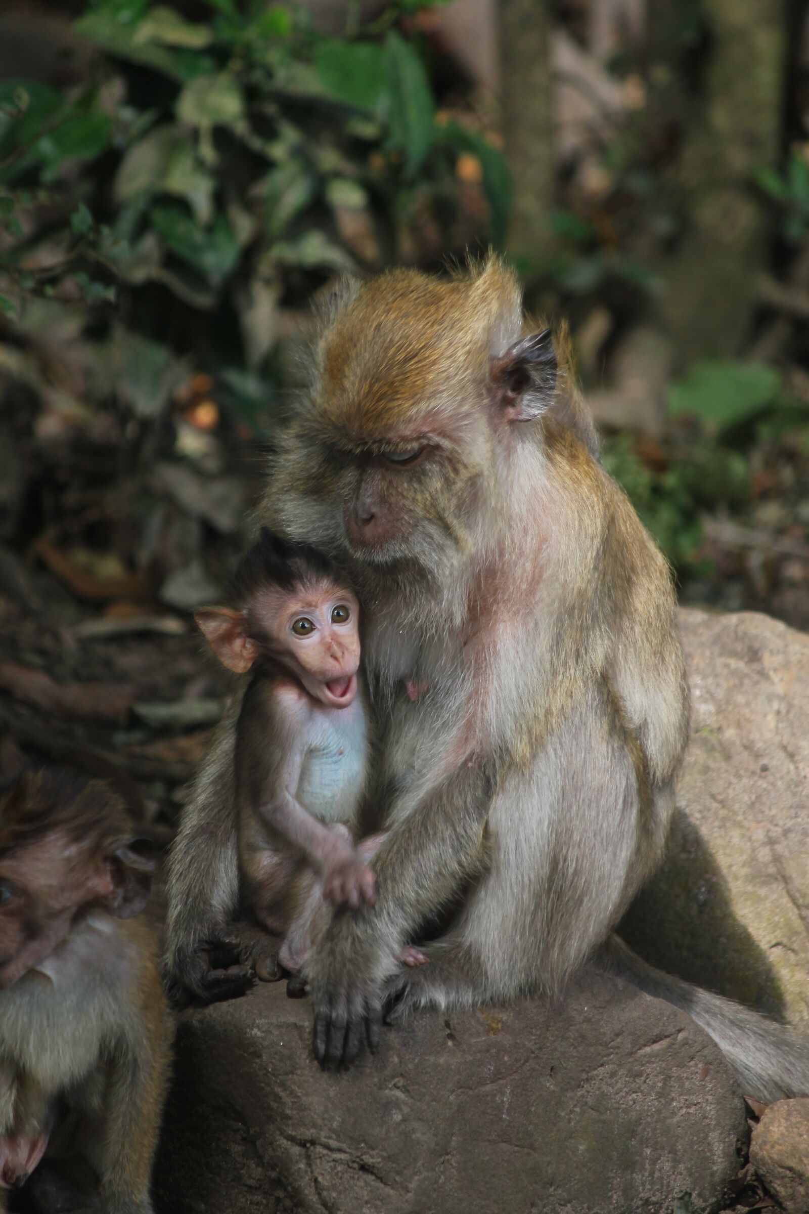 Canon EOS 550D (EOS Rebel T2i / EOS Kiss X4) sample photo. Monkey, baby monkey, shocked photography