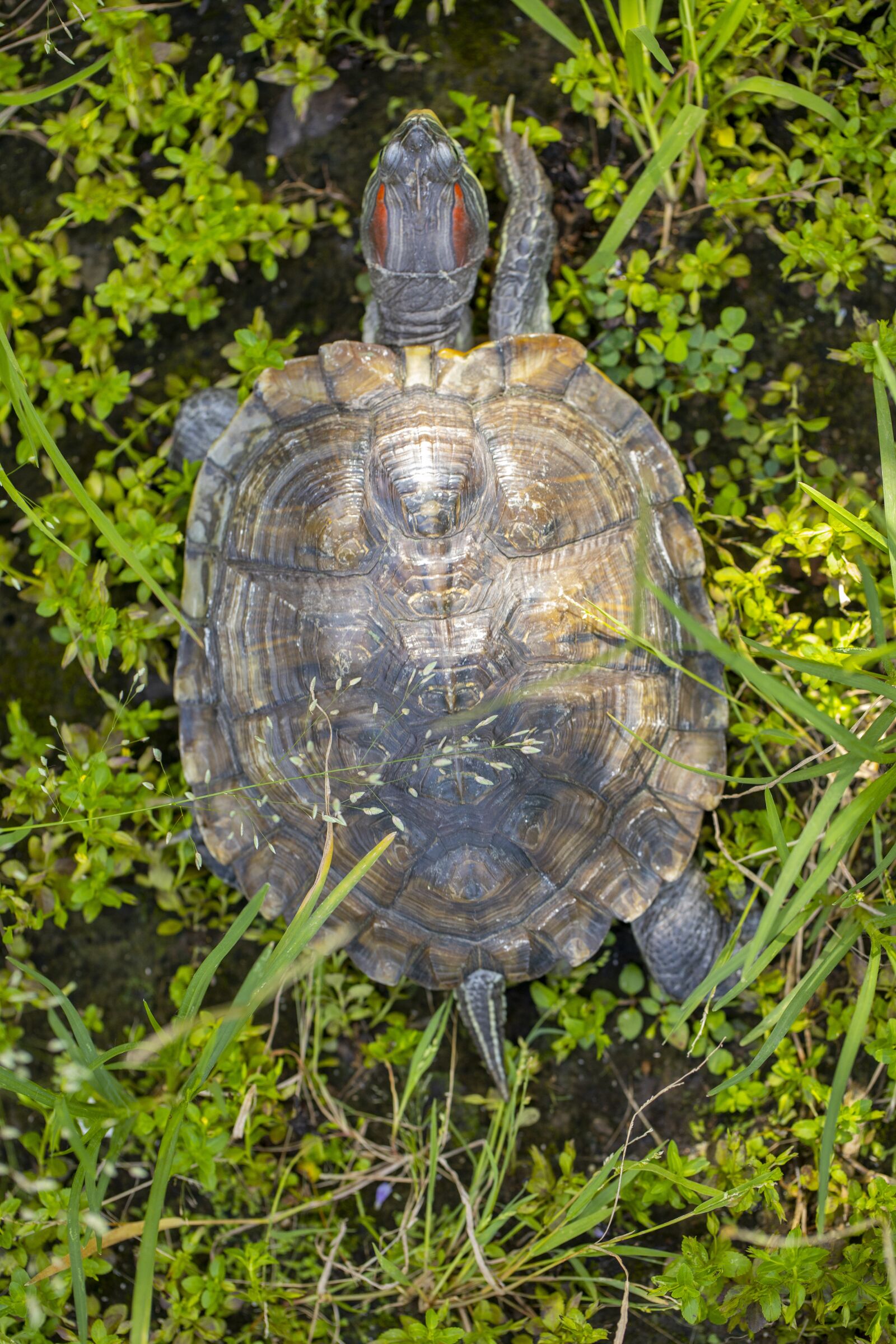 Canon EF 100mm F2.8L Macro IS USM sample photo. Tortoise, amphibian, reptile photography