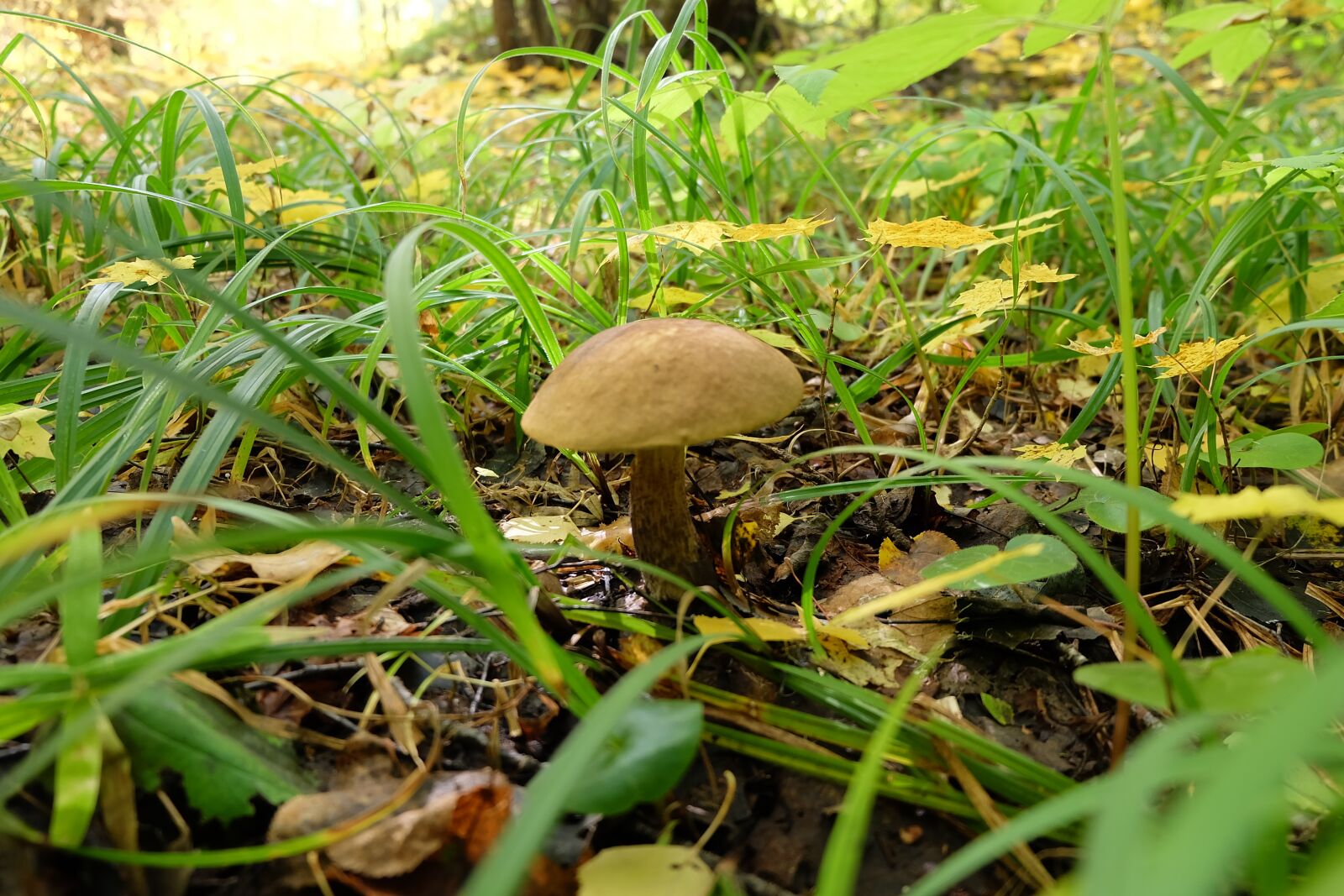 Fujifilm X-A2 sample photo. Nature, mushroom, forest photography