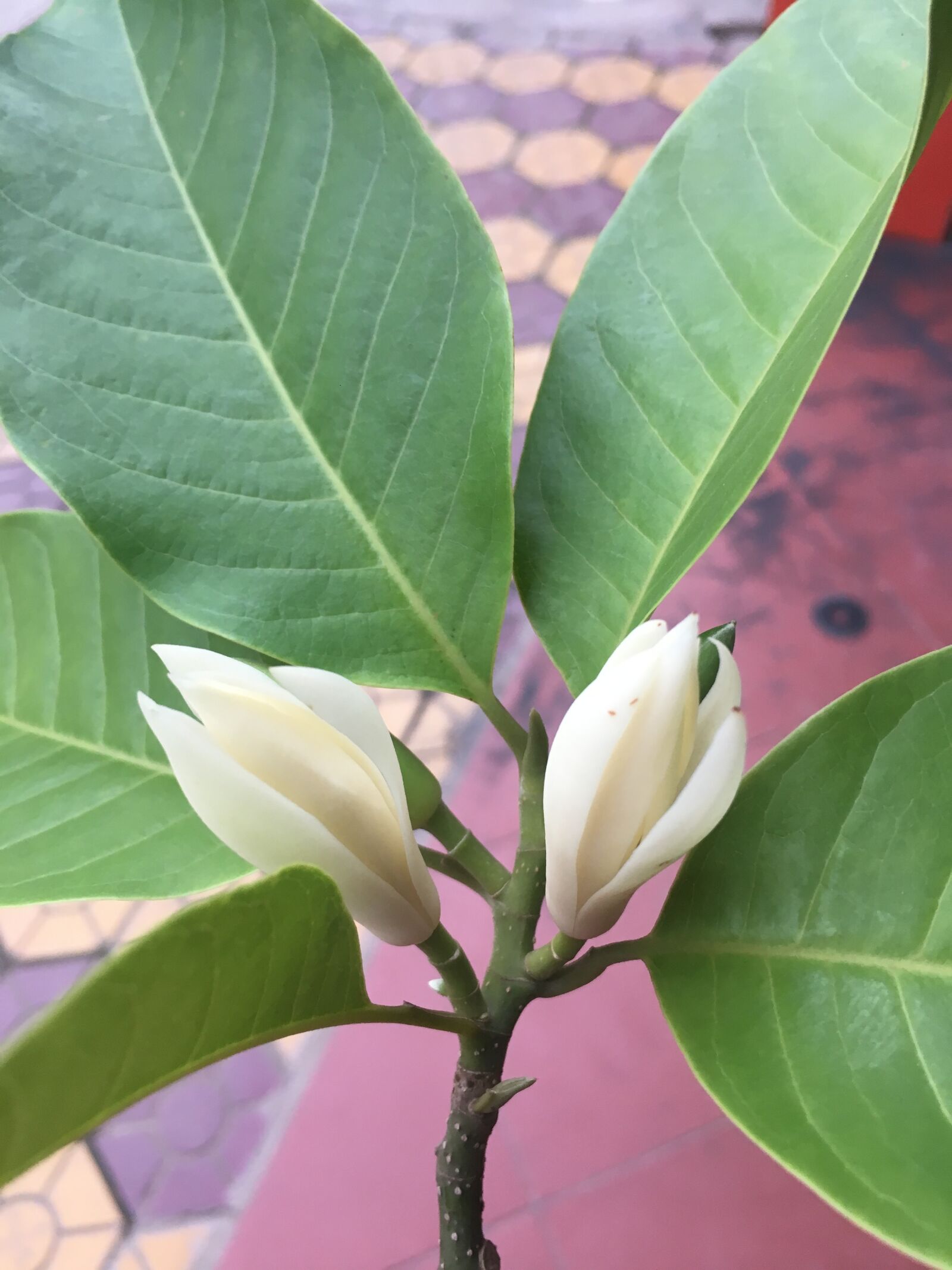 Apple iPhone 6s sample photo. Flower, ngoc, rolling photography