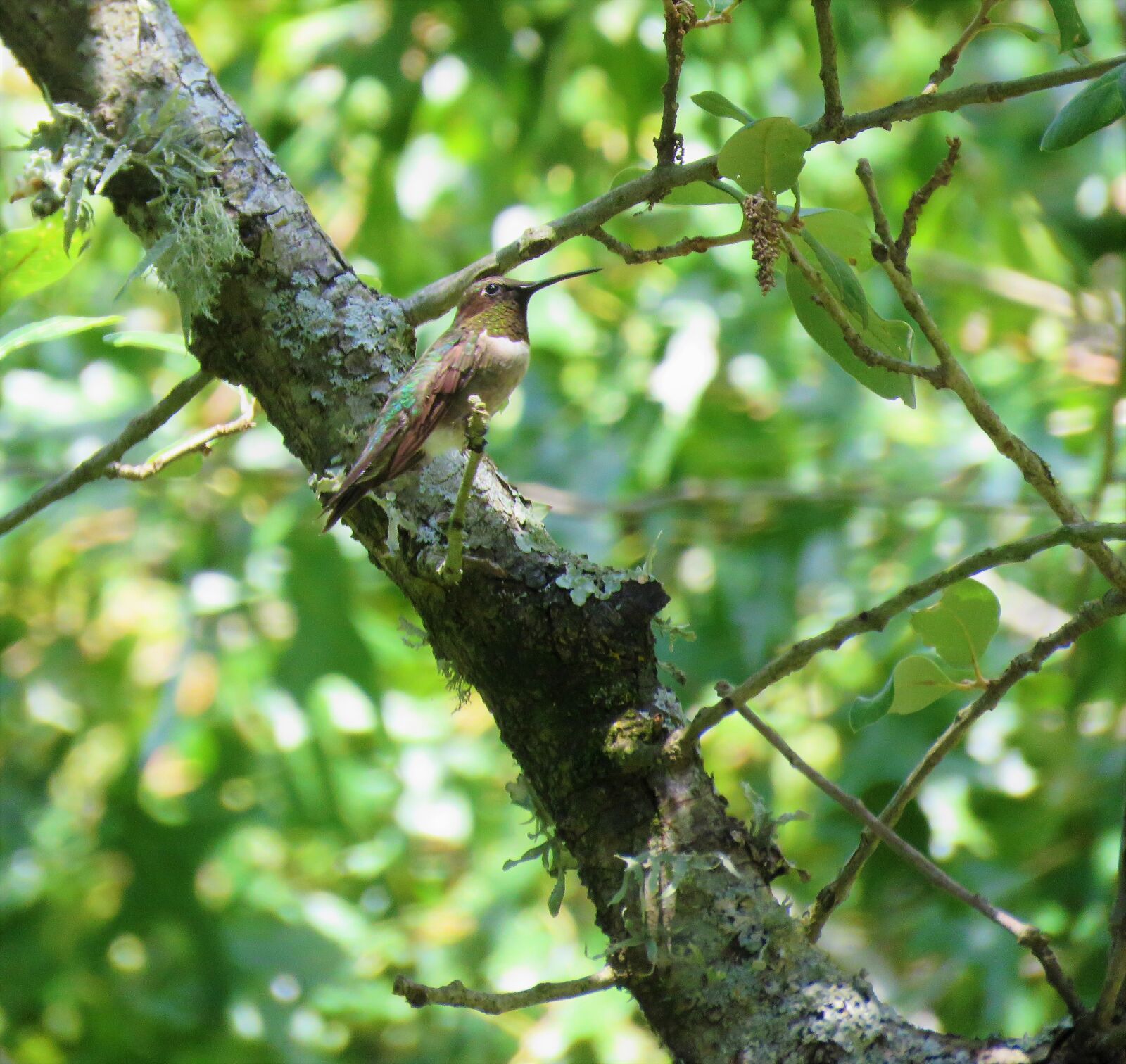 Canon PowerShot SX60 HS sample photo. Bird, hummingbird, colorful photography