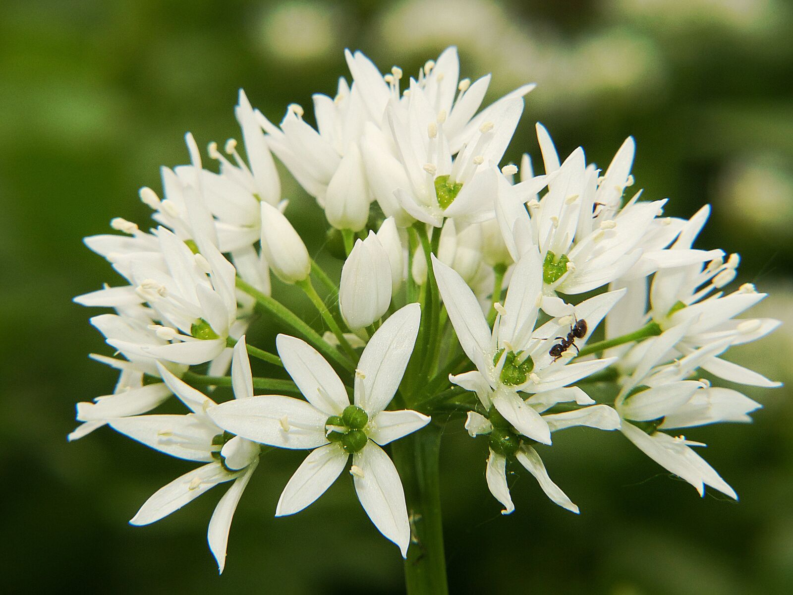 Panasonic Lumix DMC-FZ200 sample photo. Bear's garlic, blossom, bloom photography