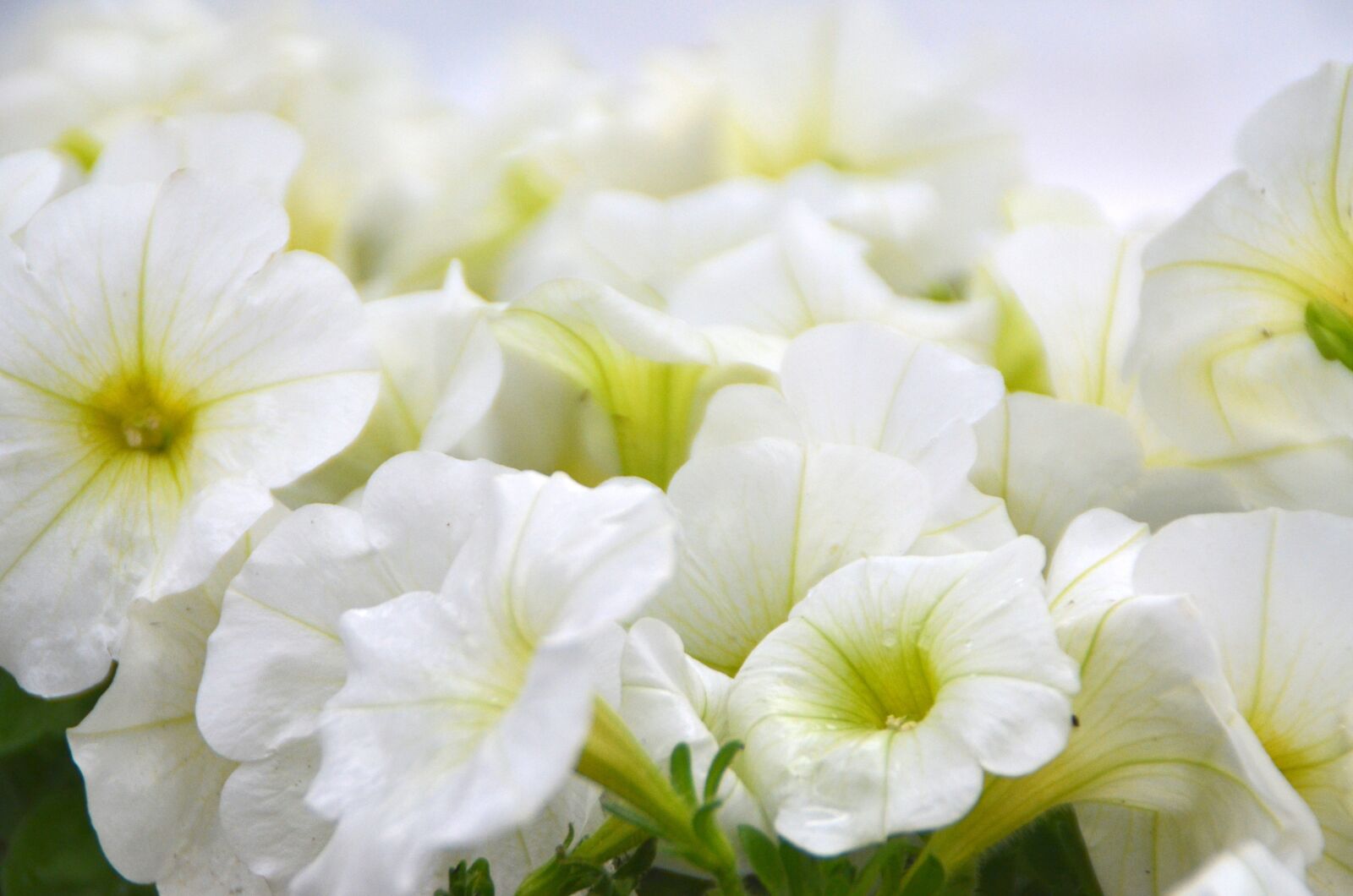 Nikon D5100 sample photo. White, flowers, petunias photography