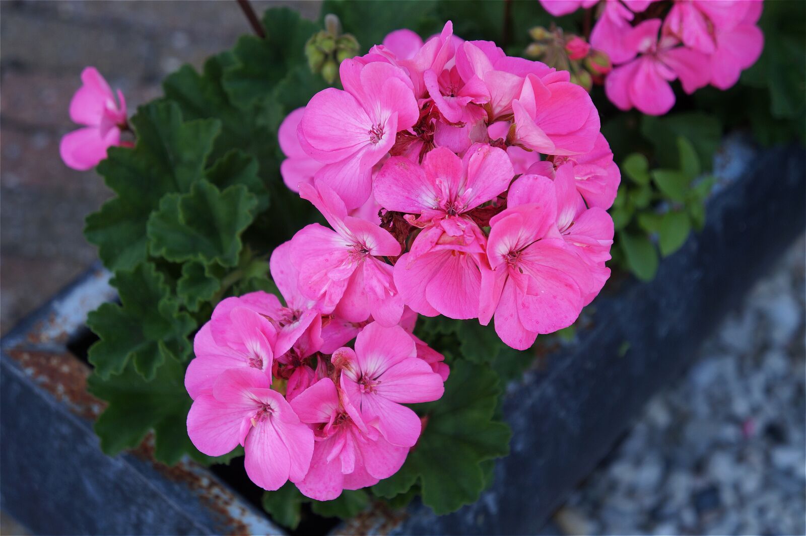 Sony Alpha a3000 + Sony E 18-55mm F3.5-5.6 OSS sample photo. Geranium, spring, pink photography