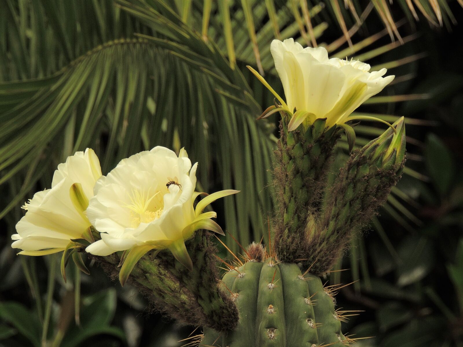 Nikon Coolpix P510 sample photo. Flower, cactus, plant photography