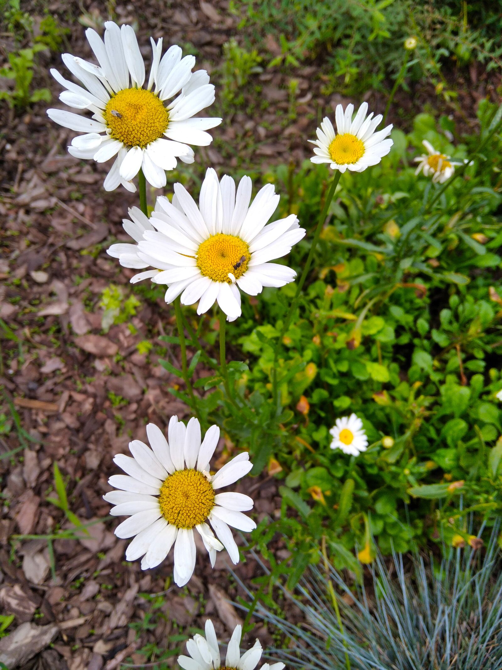 Xiaomi Redmi 8 sample photo. Flowers, white flowers, daisies photography