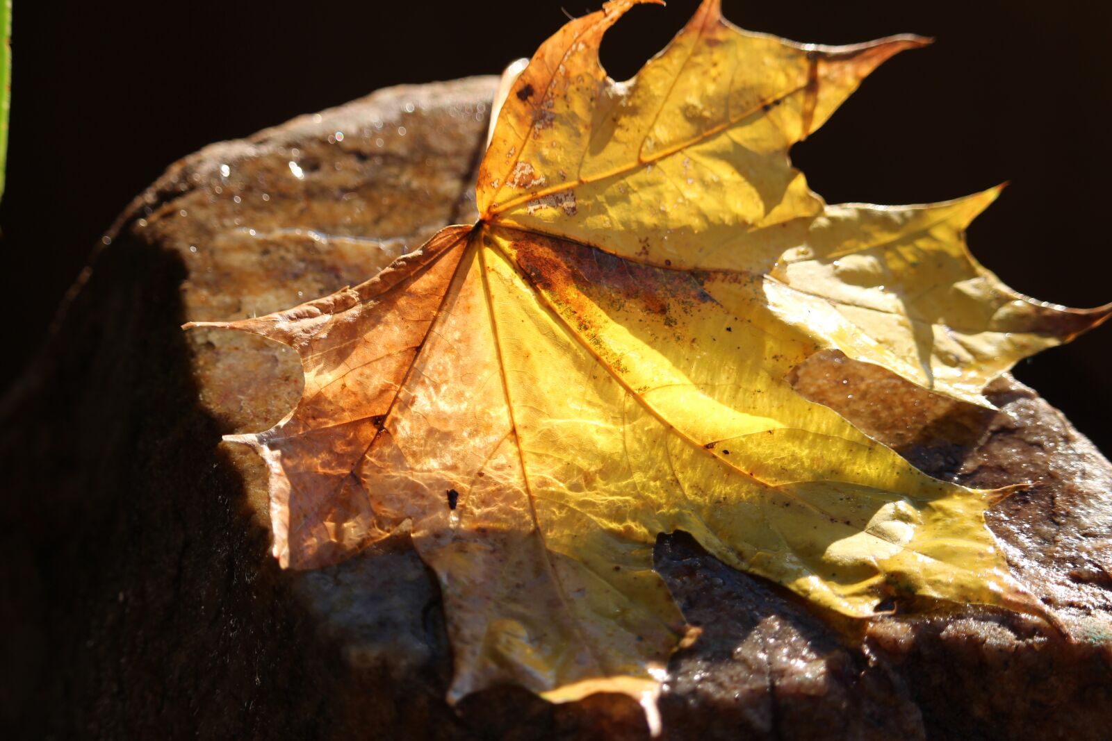 Canon EF-S 55-250mm F4-5.6 IS STM sample photo. Leaf, yellow, autumn photography