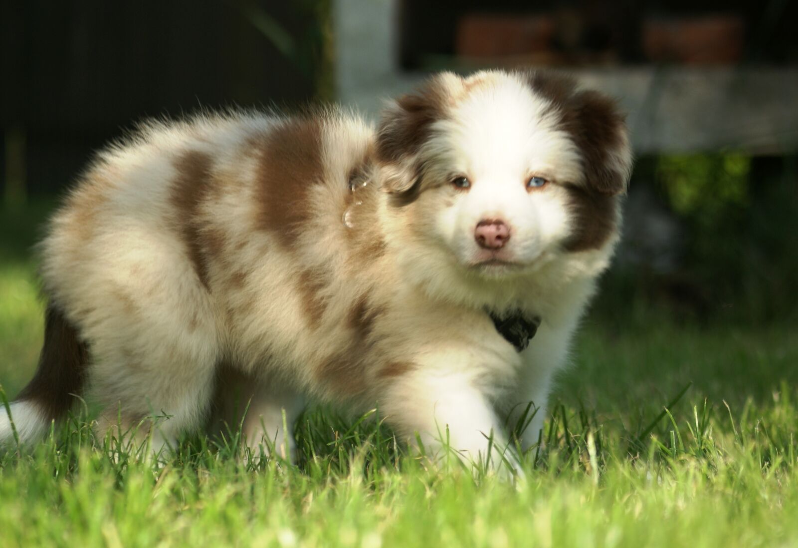 Sony Alpha DSLR-A100 sample photo. Dog, young, zaczajony photography