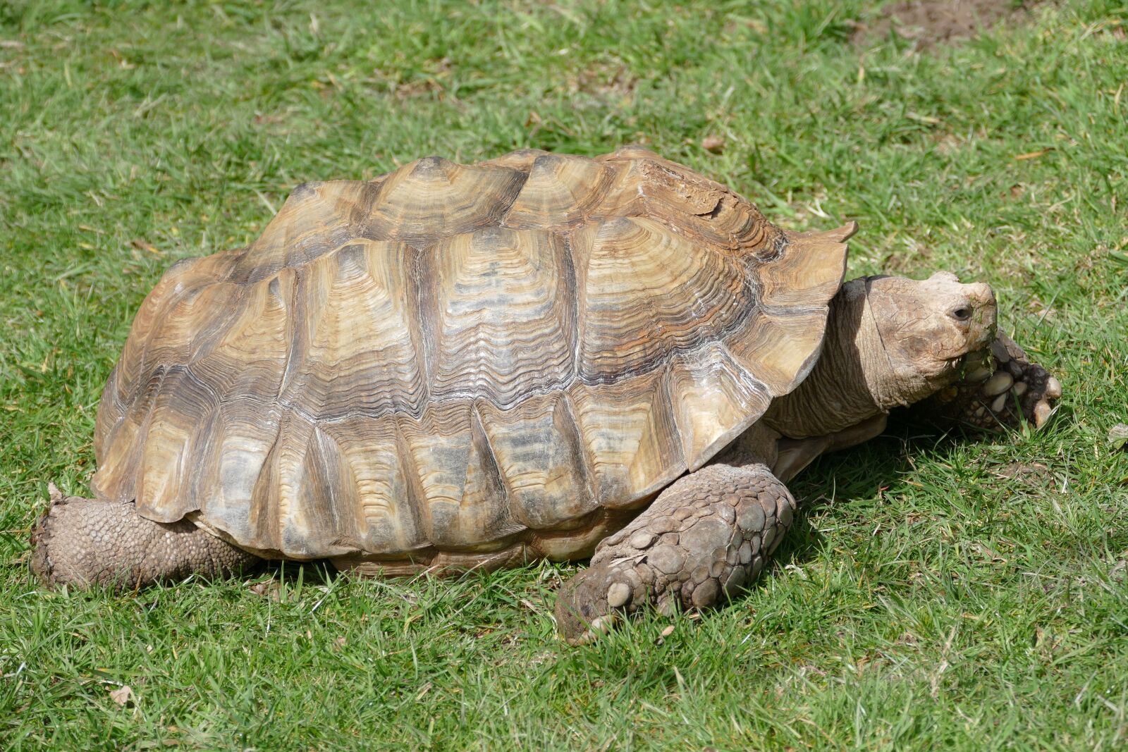 Panasonic Lumix DMC-FZ1000 sample photo. Turtle, tortoise, reptile photography