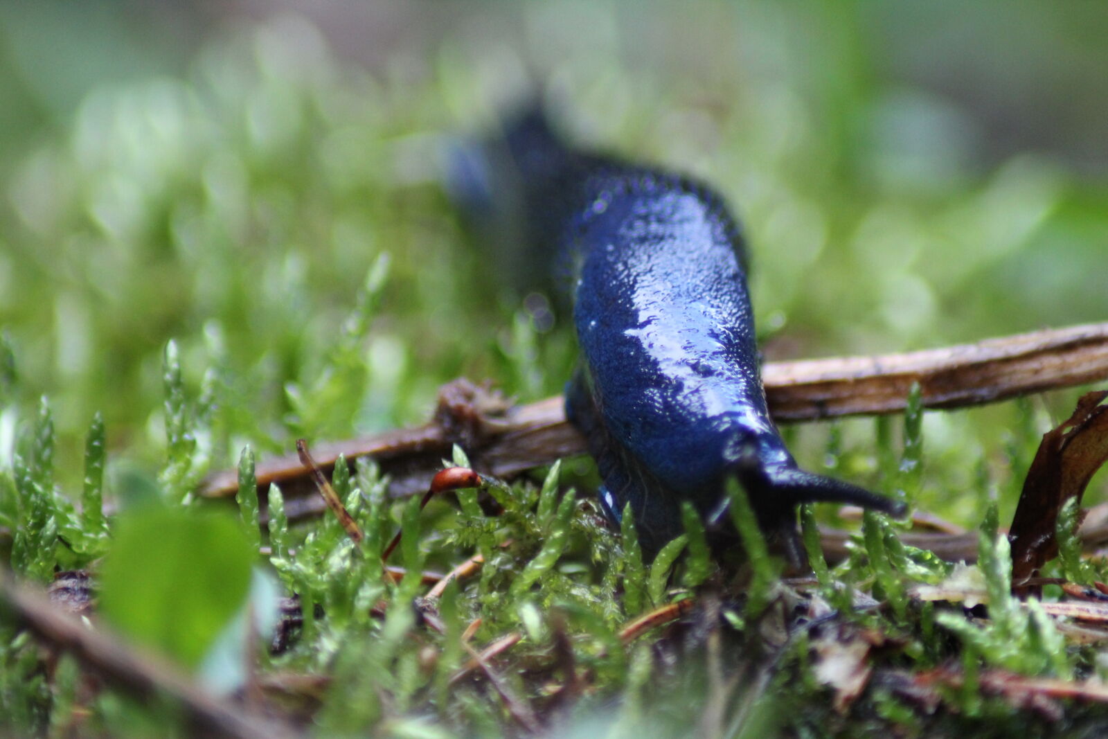 Tamron AF 70-300mm F4-5.6 Di LD Macro sample photo. Blue, blurr, blurred, forest photography