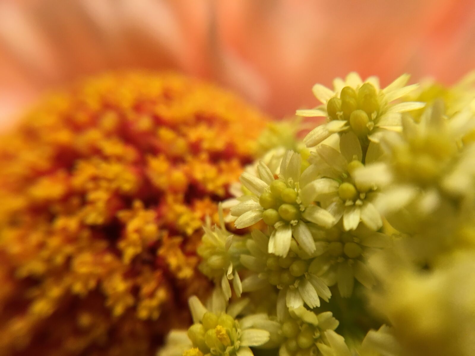 Apple iPhone 6s sample photo. Flowers, orange, flowers isolated photography