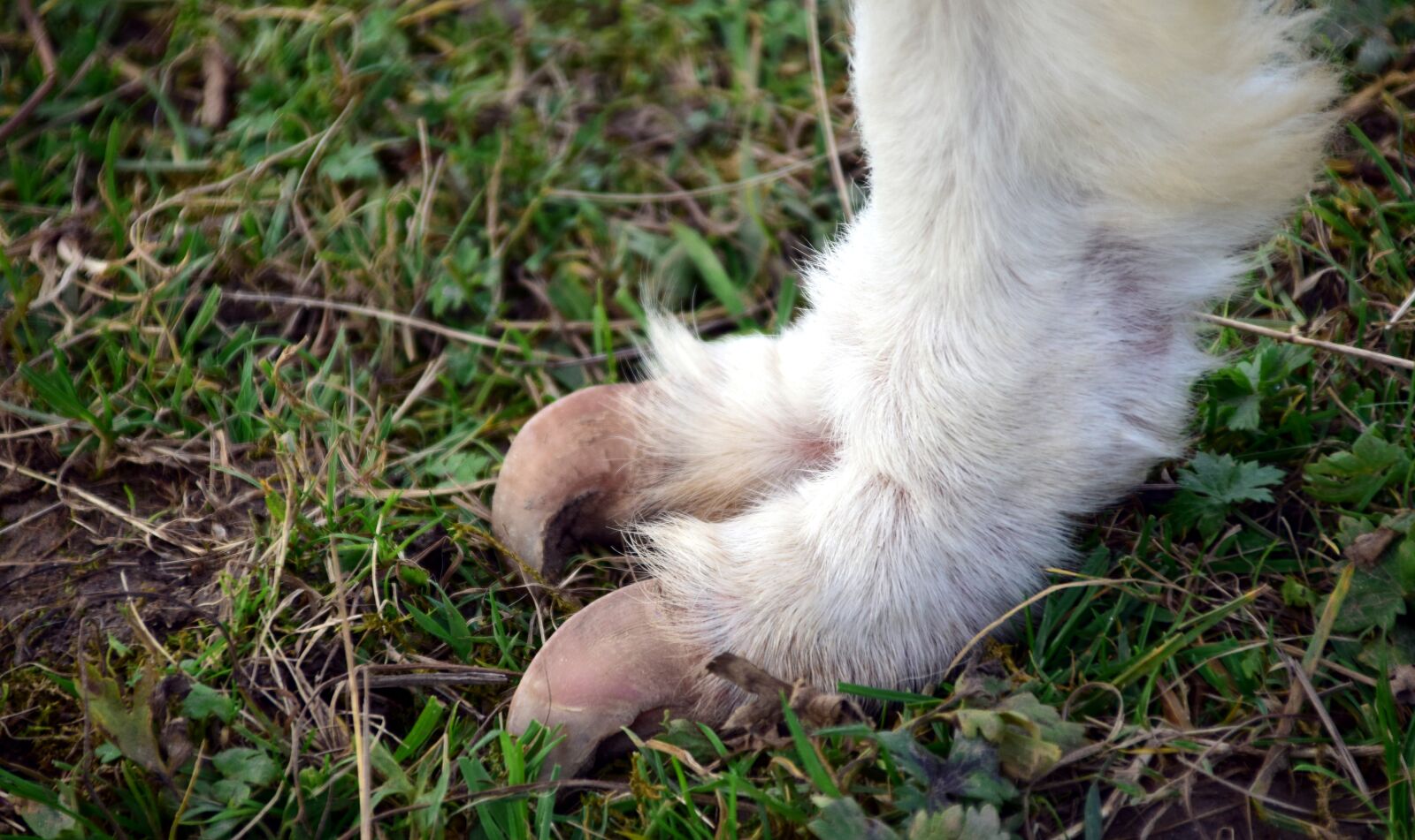 Nikon D3300 sample photo. Alpaca, animal, claw photography