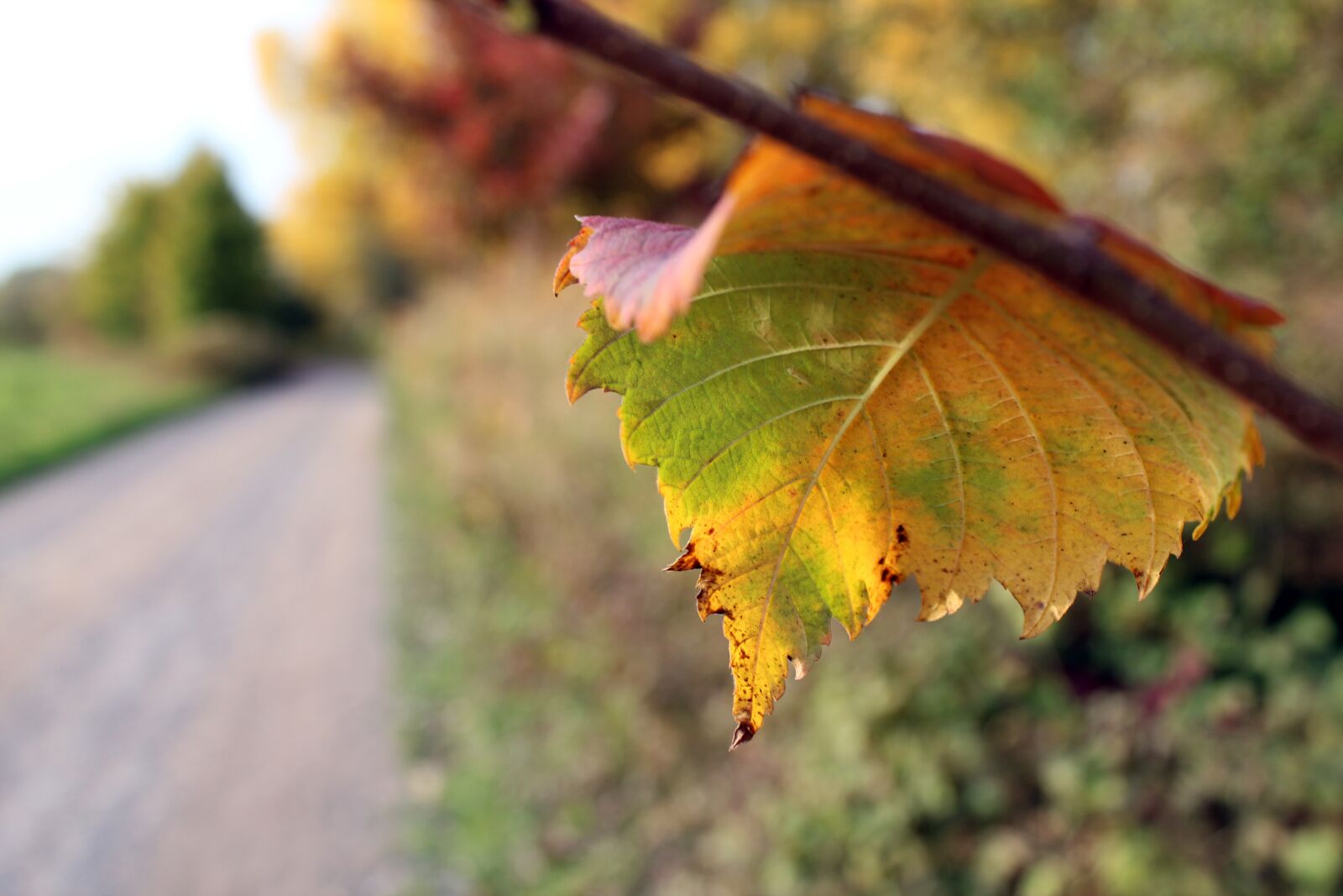 Canon EOS 600D (Rebel EOS T3i / EOS Kiss X5) sample photo. Leaf, autumn leaf, autumn photography