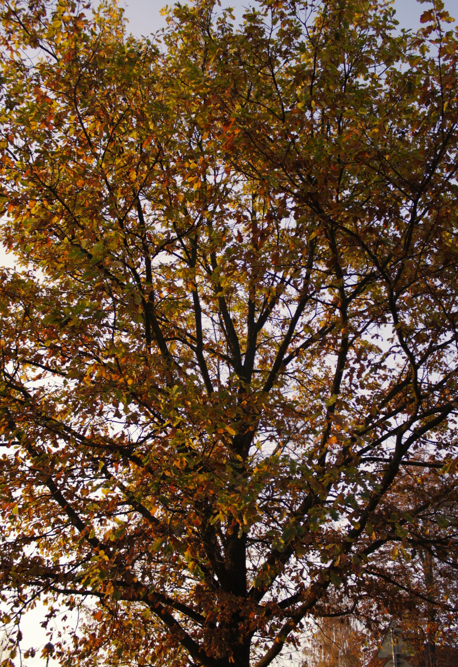 Canon EF-S 18-55mm F3.5-5.6 III sample photo. Autumn, tree, evening photography