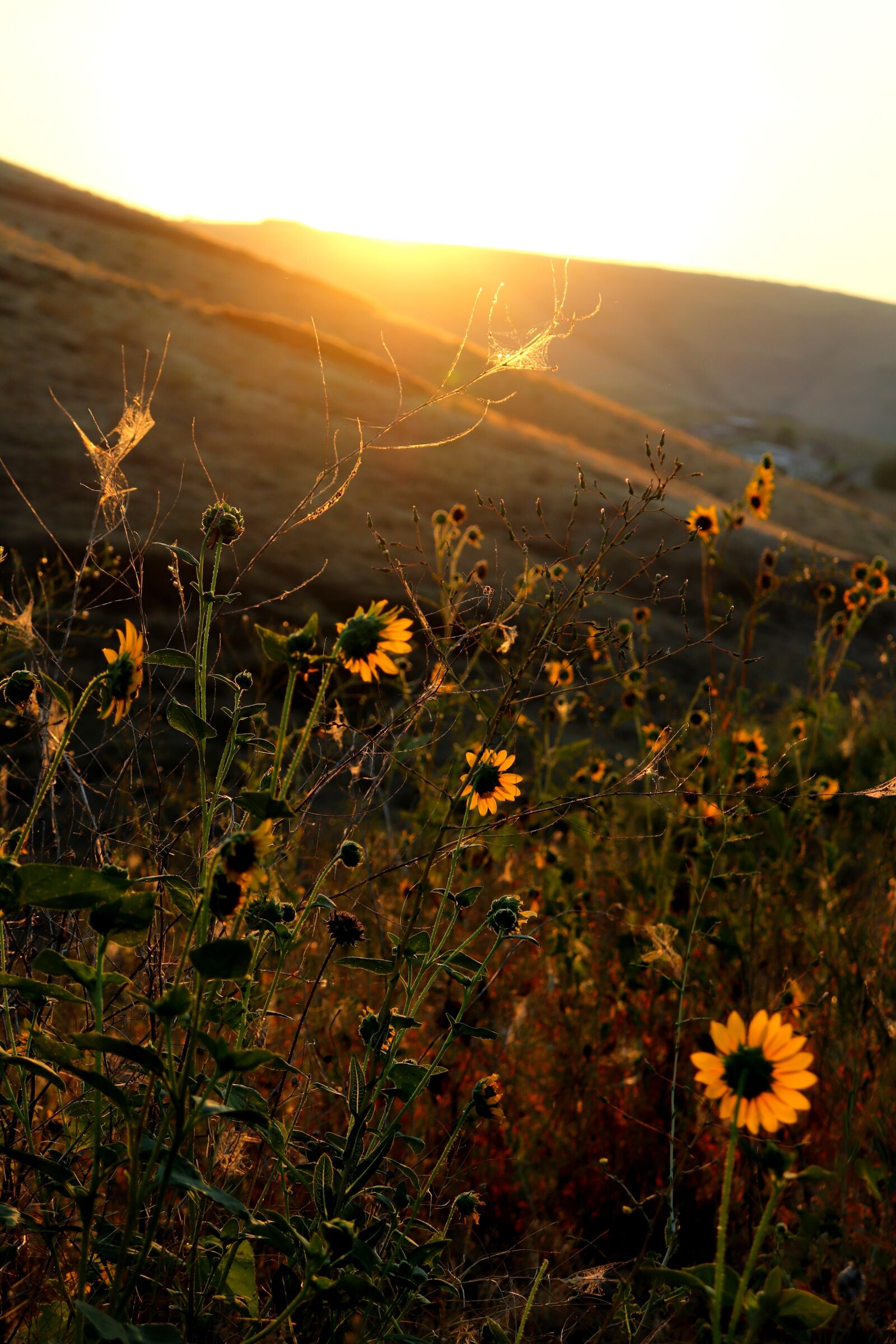 Canon EOS 200D (EOS Rebel SL2 / EOS Kiss X9) sample photo. Sunset, sunrise, landscape photography