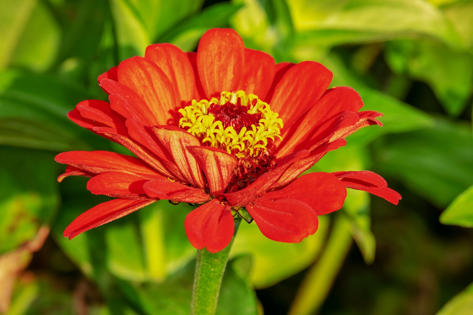 Fujifilm XF 55-200mm F3.5-4.8 R LM OIS sample photo. Zinnia, flower, blossom photography