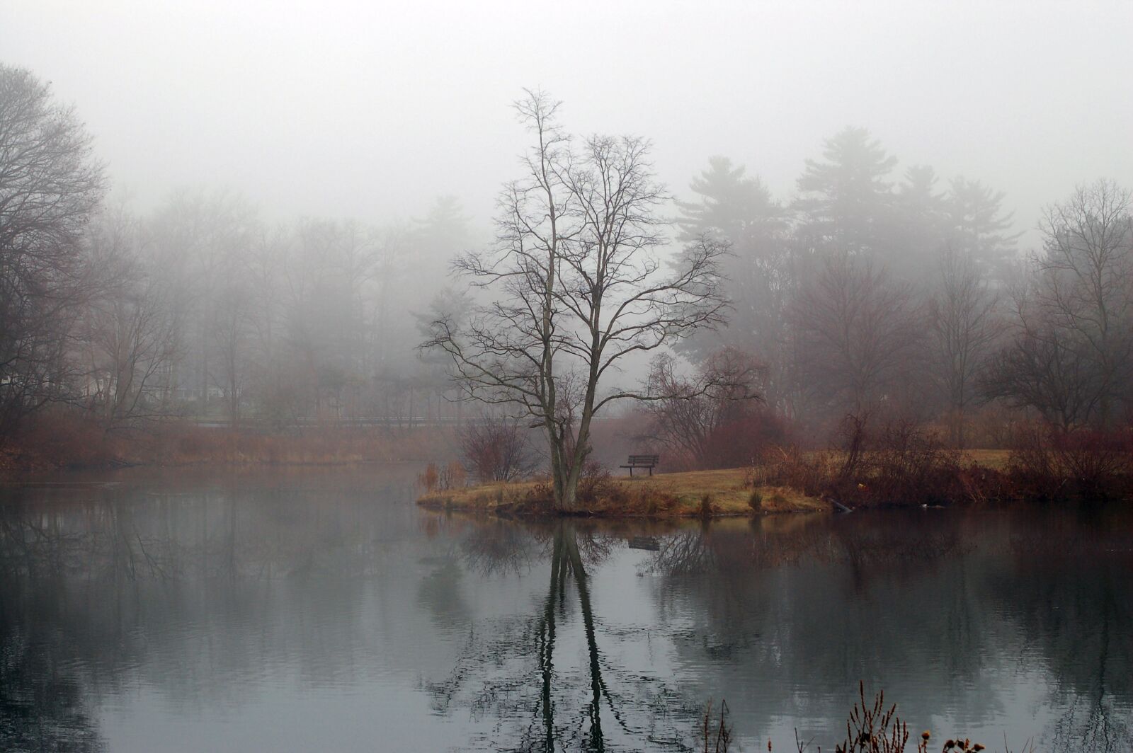 Nikon D50 sample photo. Fog, tree, lake photography