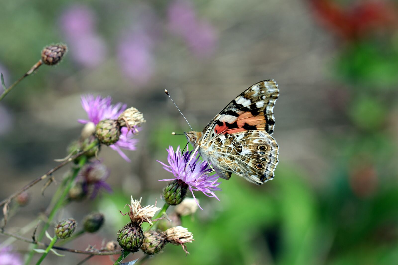 Canon EOS 80D sample photo. Butterfly, insect, flower photography
