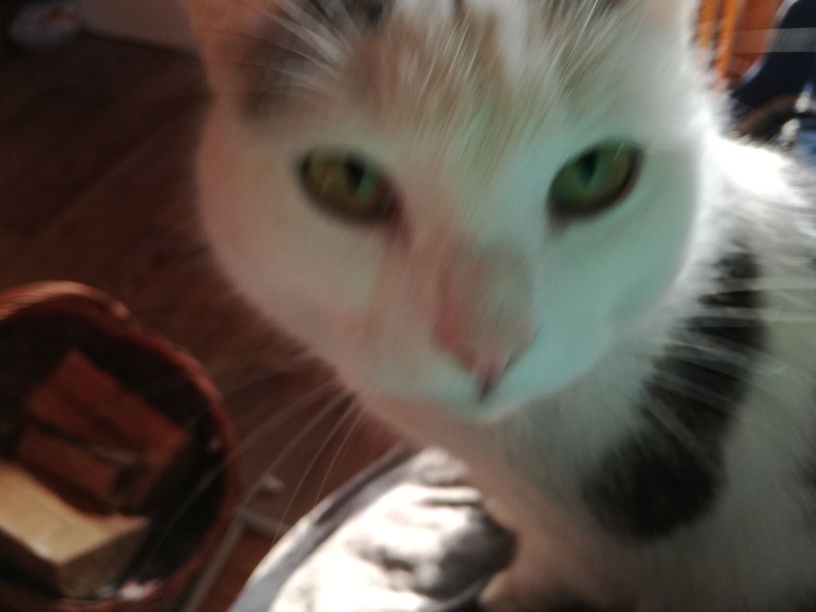 HUAWEI P9 LITE sample photo. Cat, animal, sweet photography