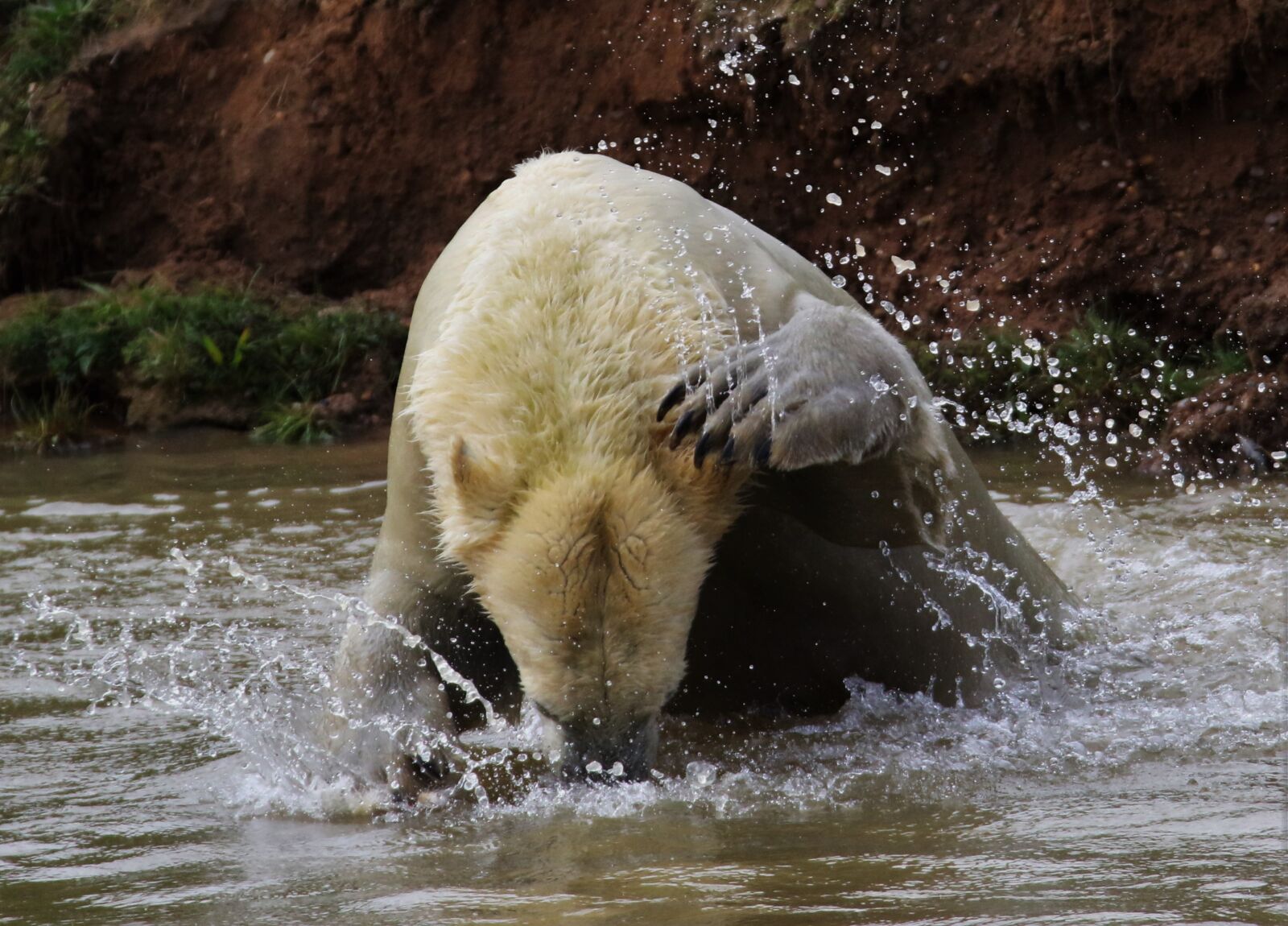 Canon EOS 7D Mark II sample photo. Polar bear, white, bear photography