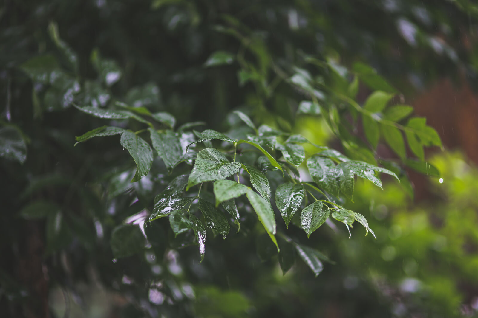 Canon EOS 6D + Sigma 85mm F1.4 EX DG HSM sample photo. Raindrops, on, leaves photography