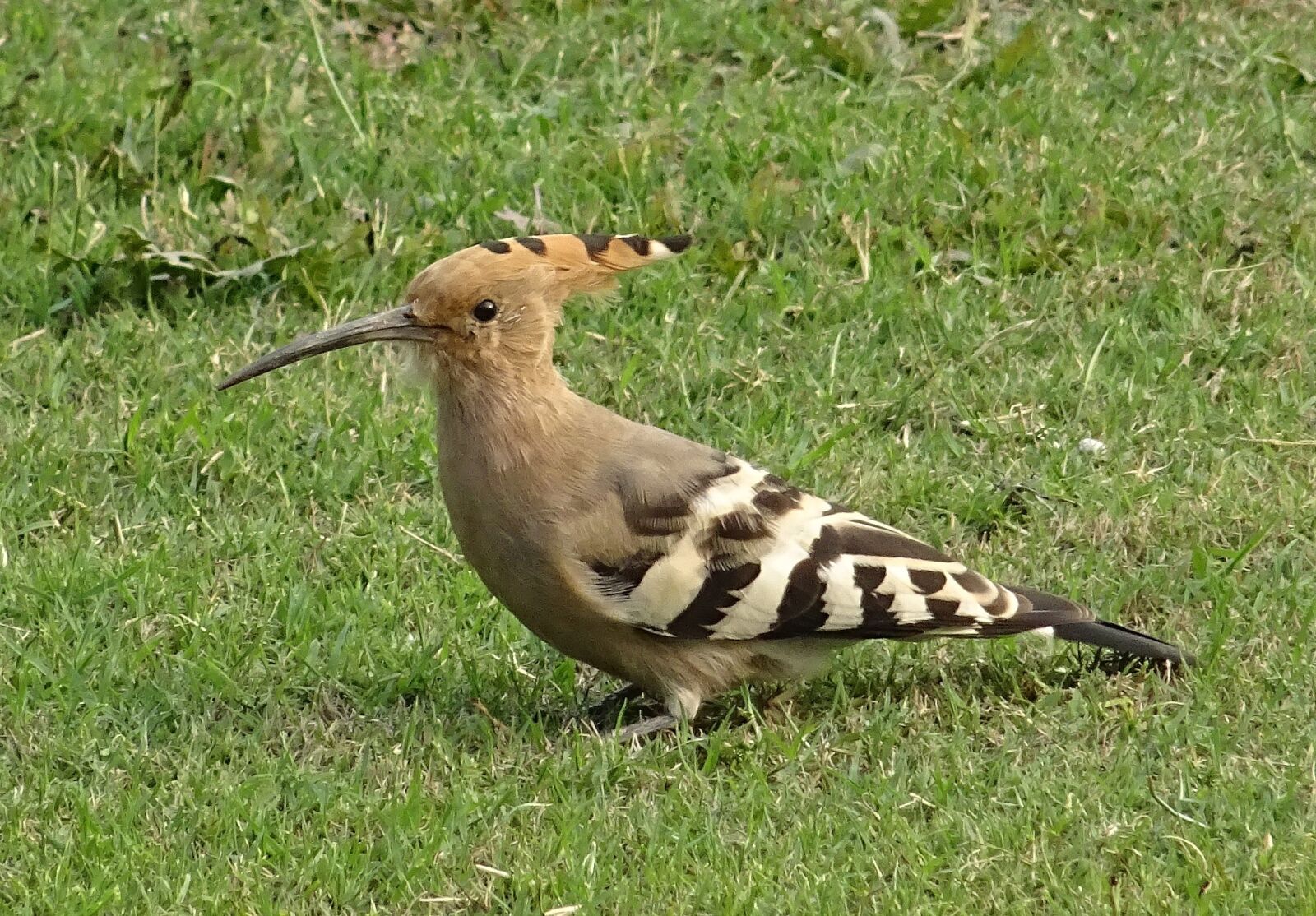 Sony DSC-HX60V sample photo. Bird, avian, hoopoe photography
