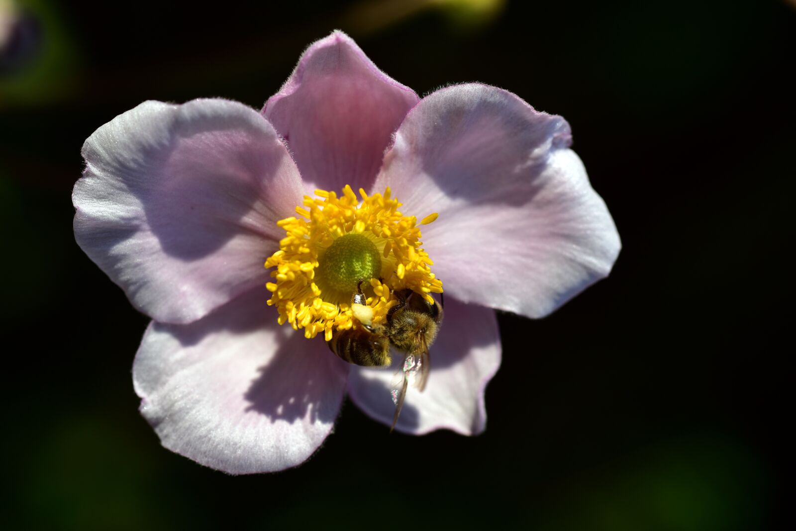Nikon D750 sample photo. Anemone, summer, flower photography